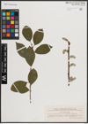 Foto von Salix caprea L.